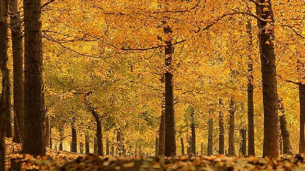 ���\�C����ӭ�����¡�������ʲô�ɫ����