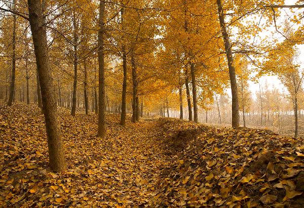 ���\�C����ӭ�����¡�������ʲô�ɫ����