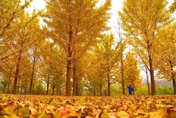 ���\�C����ӭ�����¡�������ʲô�ɫ����