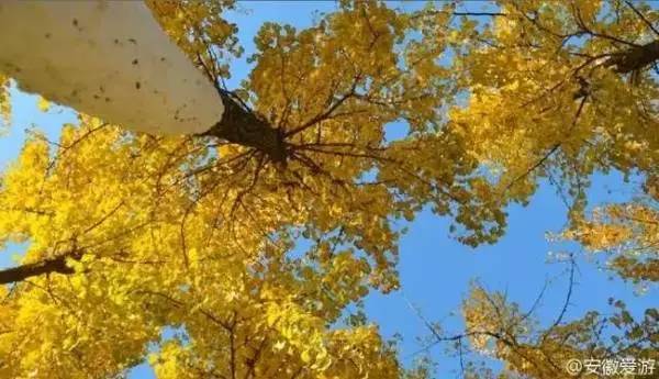 ���\�C����ӭ�����¡�������ʲô�ɫ����