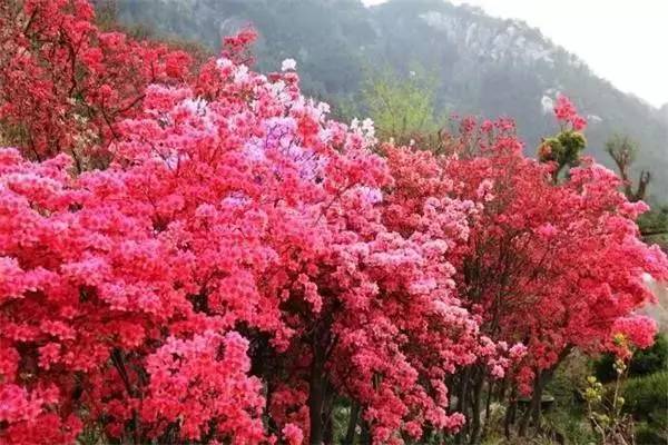 ���\�C����ӭ�����¡�������ʲô�ɫ����