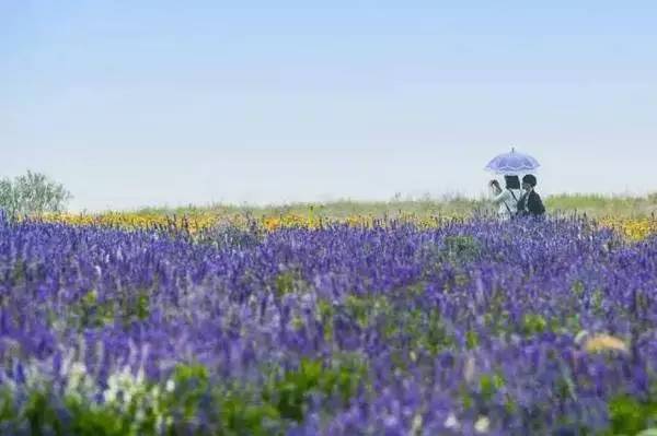 ���\�C����ӭ�����¡�������ʲô�ɫ����