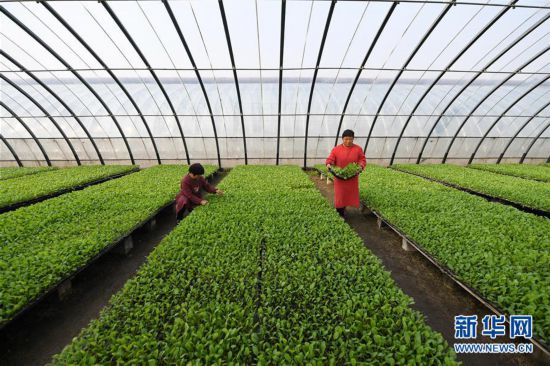 (經(jīng)濟)(1)河北巨鹿:忙育苗 助春耕