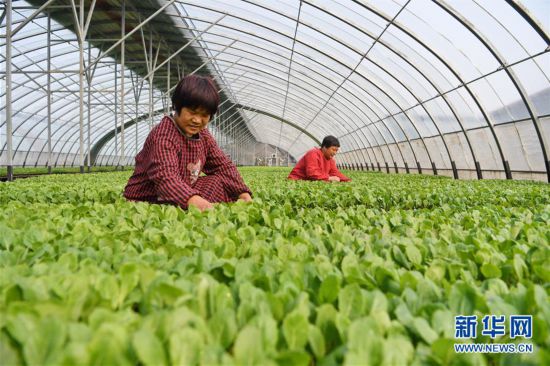 (經(jīng)濟)(2)河北巨鹿:忙育苗 助春耕