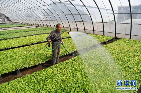 (經(jīng)濟)(3)河北巨鹿:忙育苗 助春耕