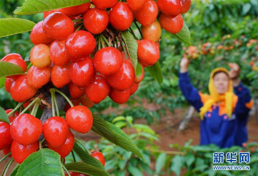 (經(jīng)濟)(1)河北灤州:大櫻桃甜透果農(nóng)心