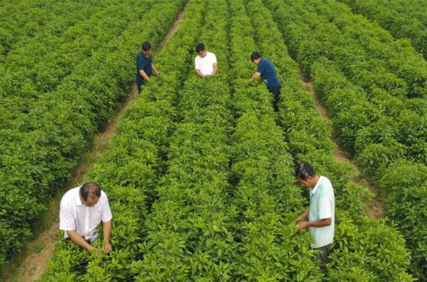 (經(jīng)濟(jì))(3)河北衡水:小辣椒開啟致富新路徑