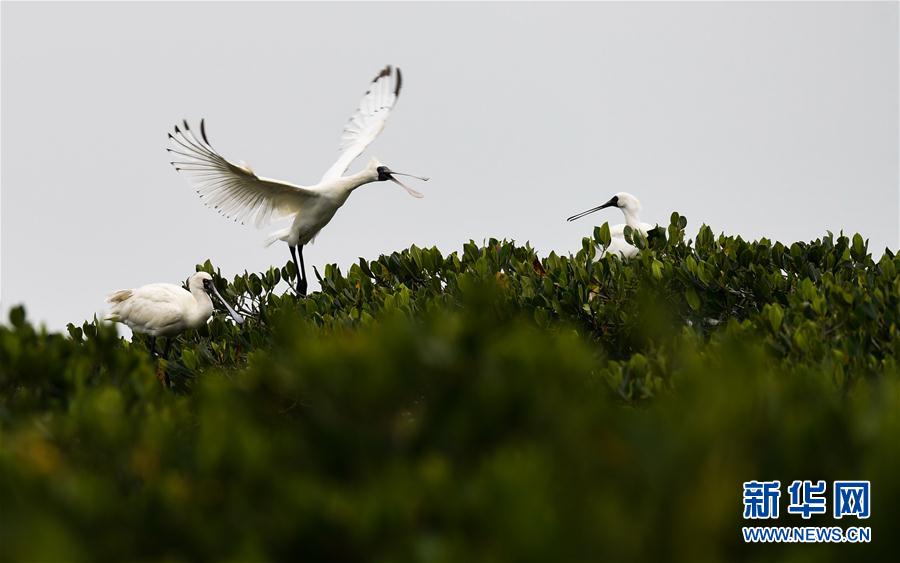 �����Aҕ�磩��1���紺�����w