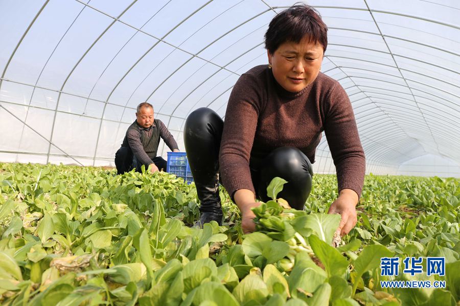 河南民權(quán):建立脫貧攻堅(jiān)新模式 河南民權(quán):建立脫貧攻堅(jiān)新模式