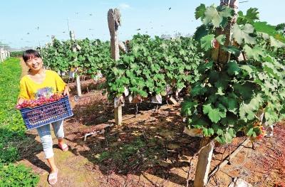 河南“歸雁經(jīng)濟(jì)”撬動(dòng)脫貧攻堅(jiān)