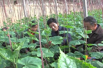 ���I(l��ng)ί���ӵ�����������r(n��ng)�����߲�_����