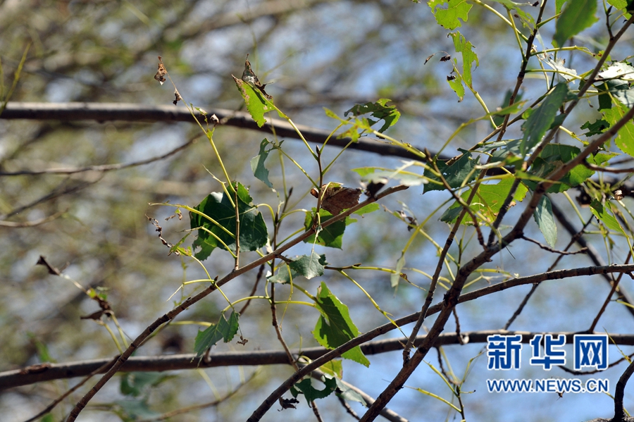 沁陽:人工圍剿楊樹食葉害蟲 沁陽:人工圍剿楊樹食葉害蟲