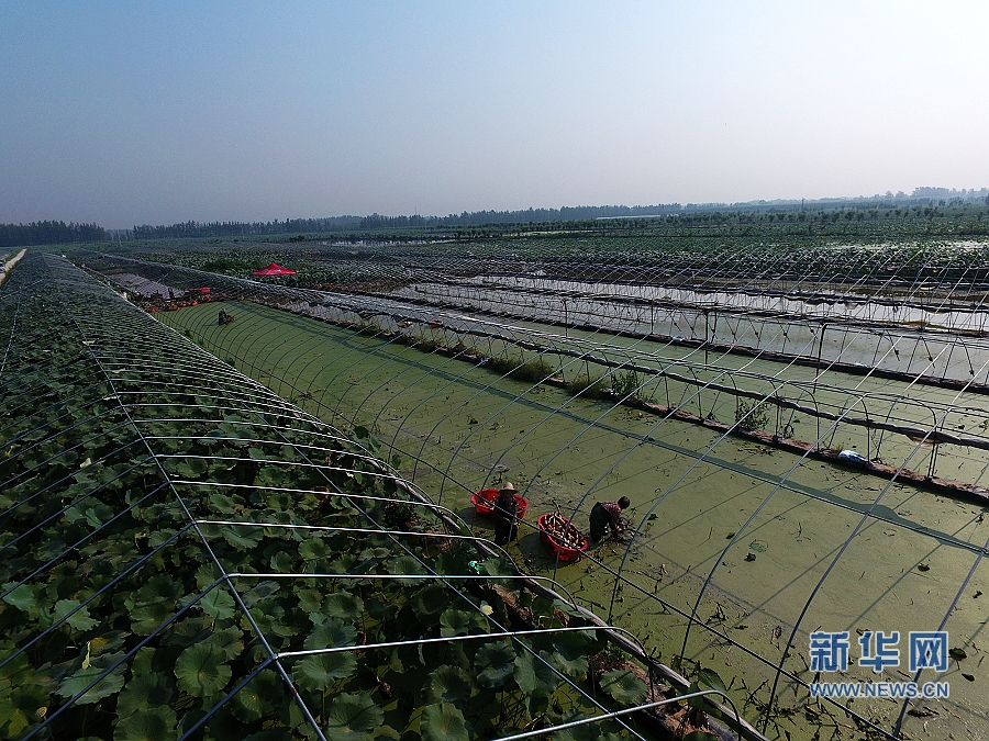 【網(wǎng)絡(luò)媒體走轉(zhuǎn)改】扶溝:蓮藕“連”出致富路 【網(wǎng)絡(luò)媒體走轉(zhuǎn)改】扶溝:蓮藕“連”出致富路