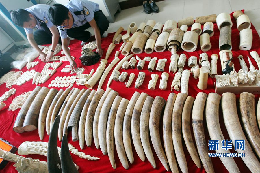 河南許昌查獲象牙制品207.4公斤 河南許昌查獲象牙制品207.4公斤