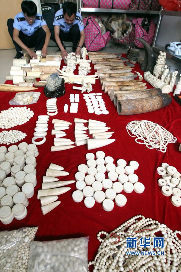 河南許昌查獲象牙制品207.4公斤