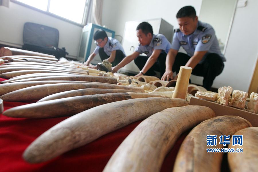 河南許昌查獲象牙制品207.4公斤 河南許昌查獲象牙制品207.4公斤