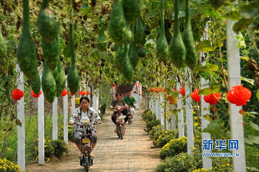 河南內(nèi)黃:棗鄉(xiāng)旅游助力精準(zhǔn)脫貧 河南內(nèi)黃:棗鄉(xiāng)旅游助力精準(zhǔn)脫貧