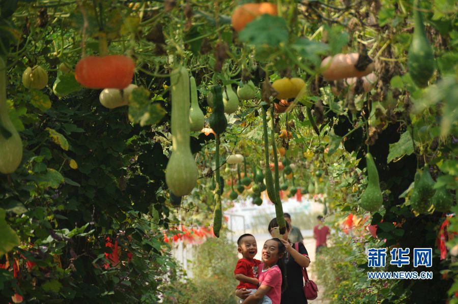 河南內(nèi)黃:棗鄉(xiāng)旅游助力精準(zhǔn)脫貧 河南內(nèi)黃:棗鄉(xiāng)旅游助力精準(zhǔn)脫貧