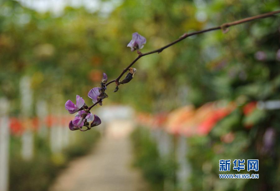 河南內(nèi)黃:棗鄉(xiāng)旅游助力精準(zhǔn)脫貧 河南內(nèi)黃:棗鄉(xiāng)旅游助力精準(zhǔn)脫貧