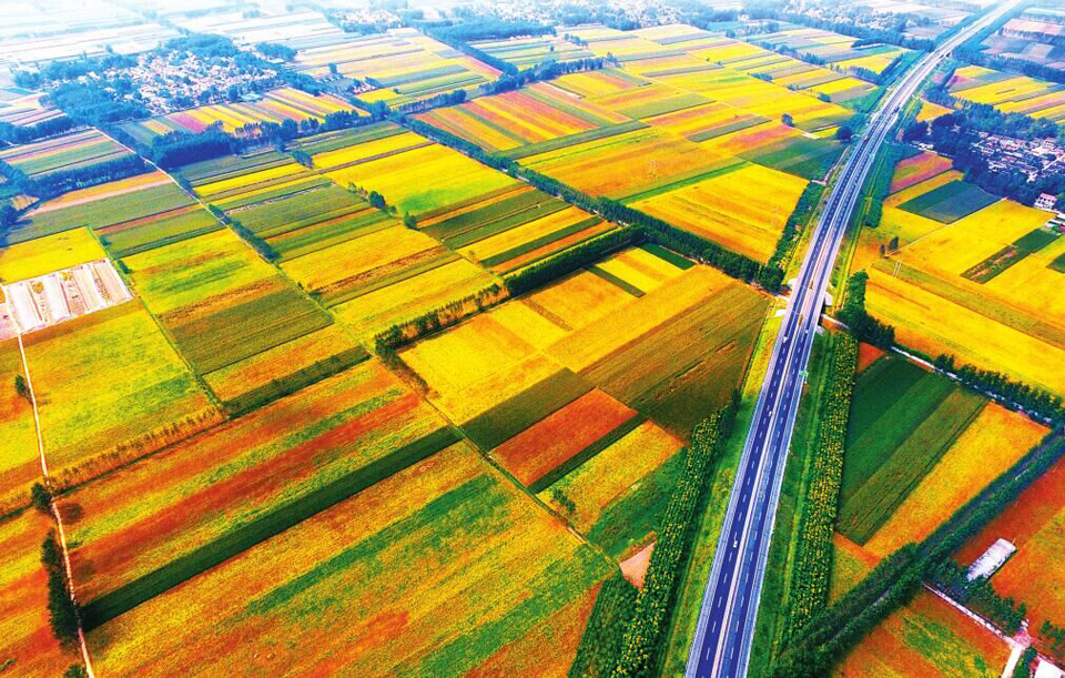 秋色正濃 家鄉(xiāng)中原的收獲溫暖心窩 秋色正濃 家鄉(xiāng)中原的收獲溫暖心窩