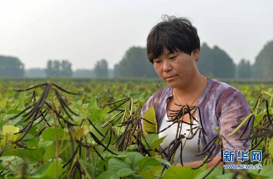 孫萍:職業(yè)農(nóng)民是怎樣煉成的 孫萍:職業(yè)農(nóng)民是怎樣煉成的