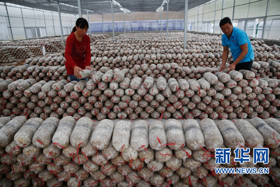 河南寶豐:特色農(nóng)業(yè)助民增收 河南寶豐:特色農(nóng)業(yè)助民增收