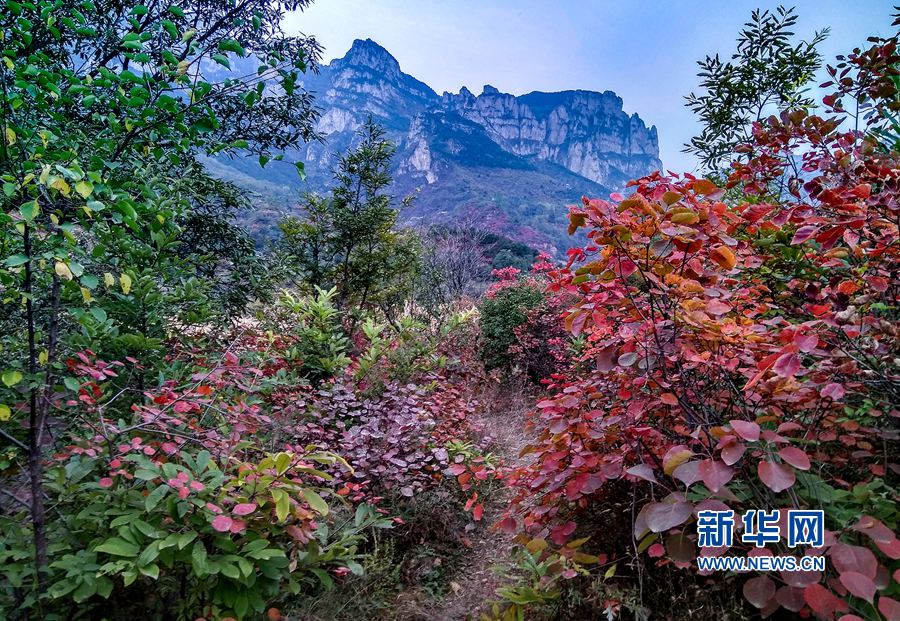 河南安陽(yáng)林州太行山上紅葉盡染 河南安陽(yáng)林州太行山上紅葉盡染