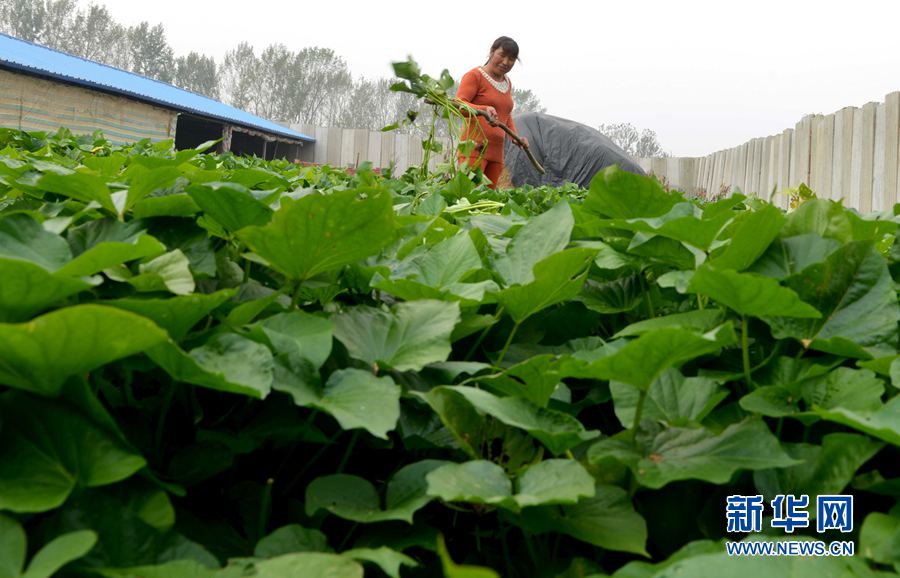 貧困夫妻養(yǎng)牛記 貧困夫妻養(yǎng)牛記