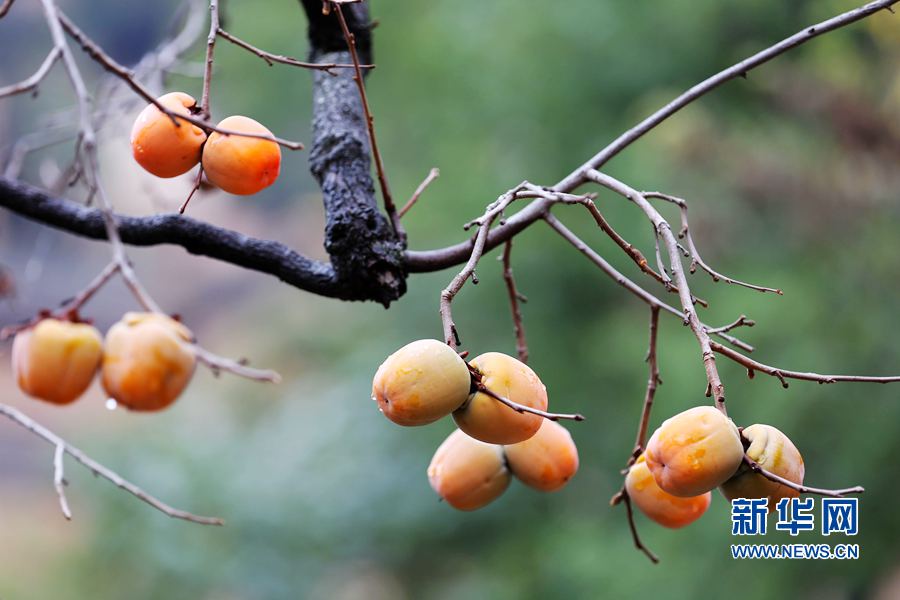 霜降日:太行柿子紅彤彤 霜降日:太行柿子紅彤彤