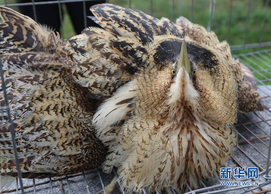 河南寶豐:救助大麻鳽 河南寶豐:救助大麻鳽