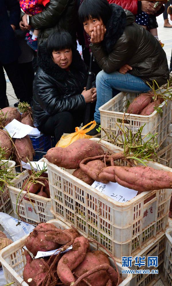 紅薯“打擂”,重者為王