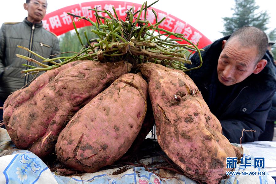 紅薯“打擂”,重者為王 紅薯“打擂”,重者為王