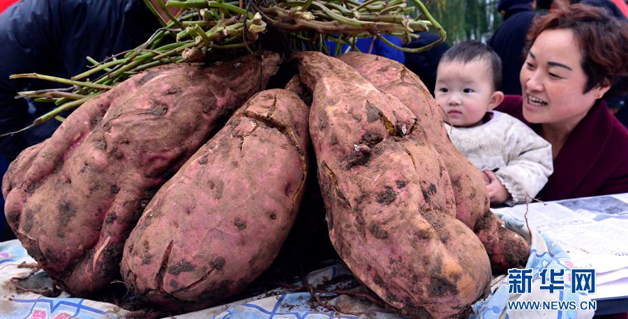 紅薯“打擂”,重者為王 紅薯“打擂”,重者為王