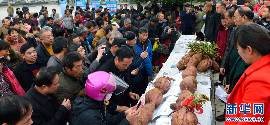 紅薯“打擂”,重者為王 紅薯“打擂”,重者為王