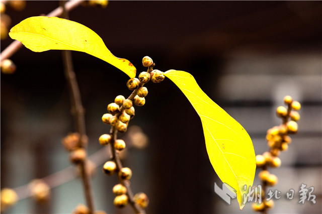 1226ںwԭﾰ^(q)ԭ(ni)ĔzϞ÷