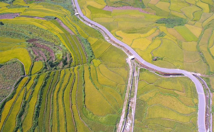 #(社會)(4)豐收在望