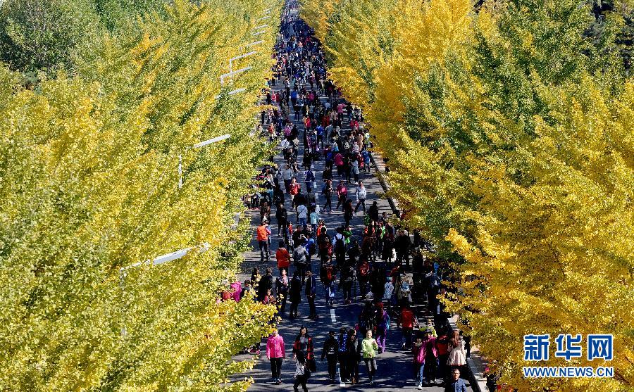 #(社會(huì))(6)沈陽農(nóng)大銀杏金黃醉游人