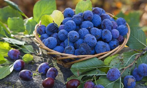 X׽@15NȻʳa(b)X