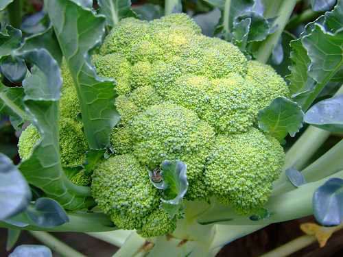 X׽@15NȻʳa(b)X