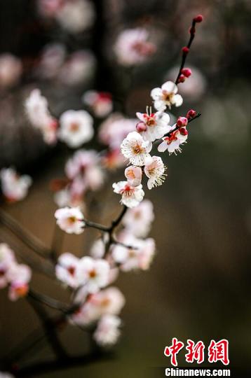 ²_÷ͺ¶ҷ÷ z