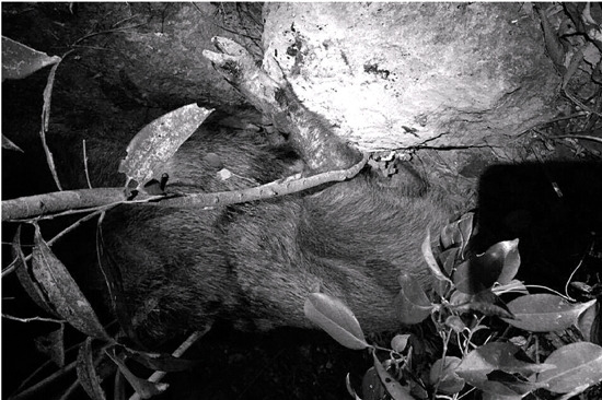 �ϫC���Mɽʧ(li��n)���ҵ�ʬ�w������Ұ�i�ײ���D��