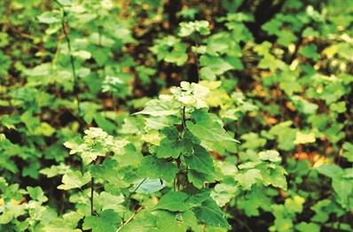 茶藨子 徐遠 攝