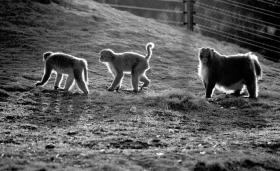 受干冷空氣影響 全省最高氣溫將下降4至6℃