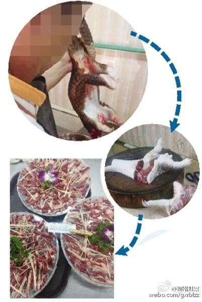 現(xiàn)場(chǎng)宰殺穿山甲