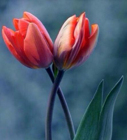 圖片默認(rèn)標(biāo)題