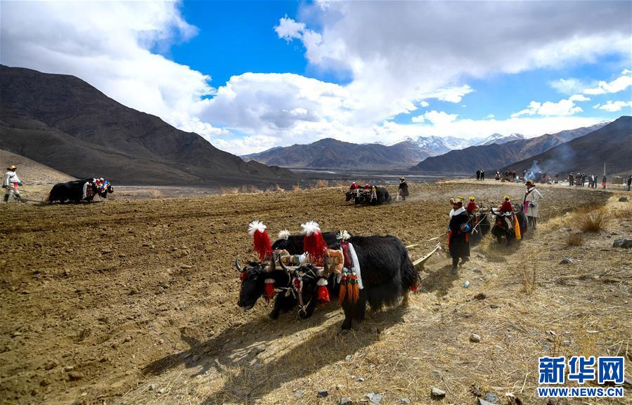 (社會)(1)西藏:春耕大典開啟新春第一犁