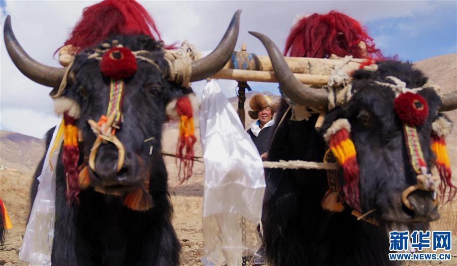 (社會)(4)西藏:春耕大典開啟新春第一犁