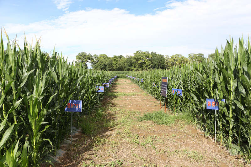 廣河縣城關(guān)鎮(zhèn)十里墩村的農(nóng)業(yè)試驗示范點
