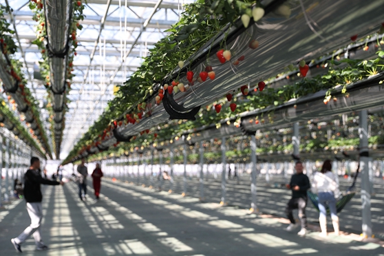 4��4�����ο������u�G�ִ��r(n��ng)�I(y��)�Ƽ����޹�˾�Ĳ�ݮ���������e��ժ�����ܼ��յĘ�(l��)Ȥ��(���M(j��n)�� �z13)�Ԓ13854260100.JPG