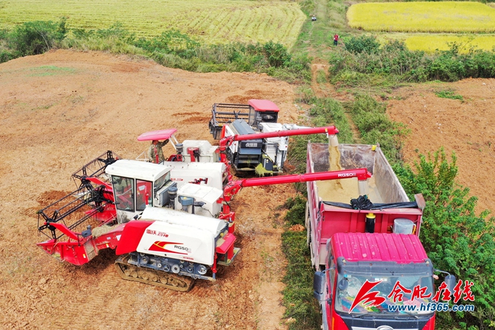 稻谷金黃  顆粒歸倉 (7)